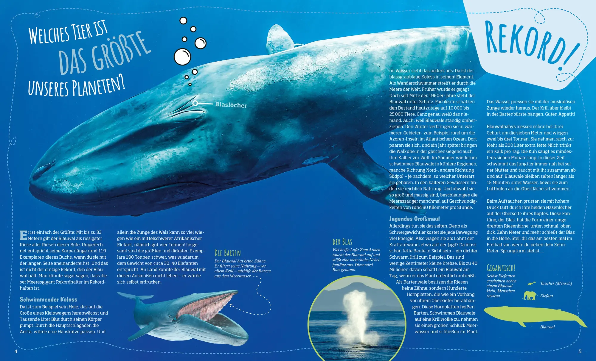 Bild: 9783788676568 | Das große WAS IST WAS Antwortbuch Tierwelt | Barbara Lich | Buch