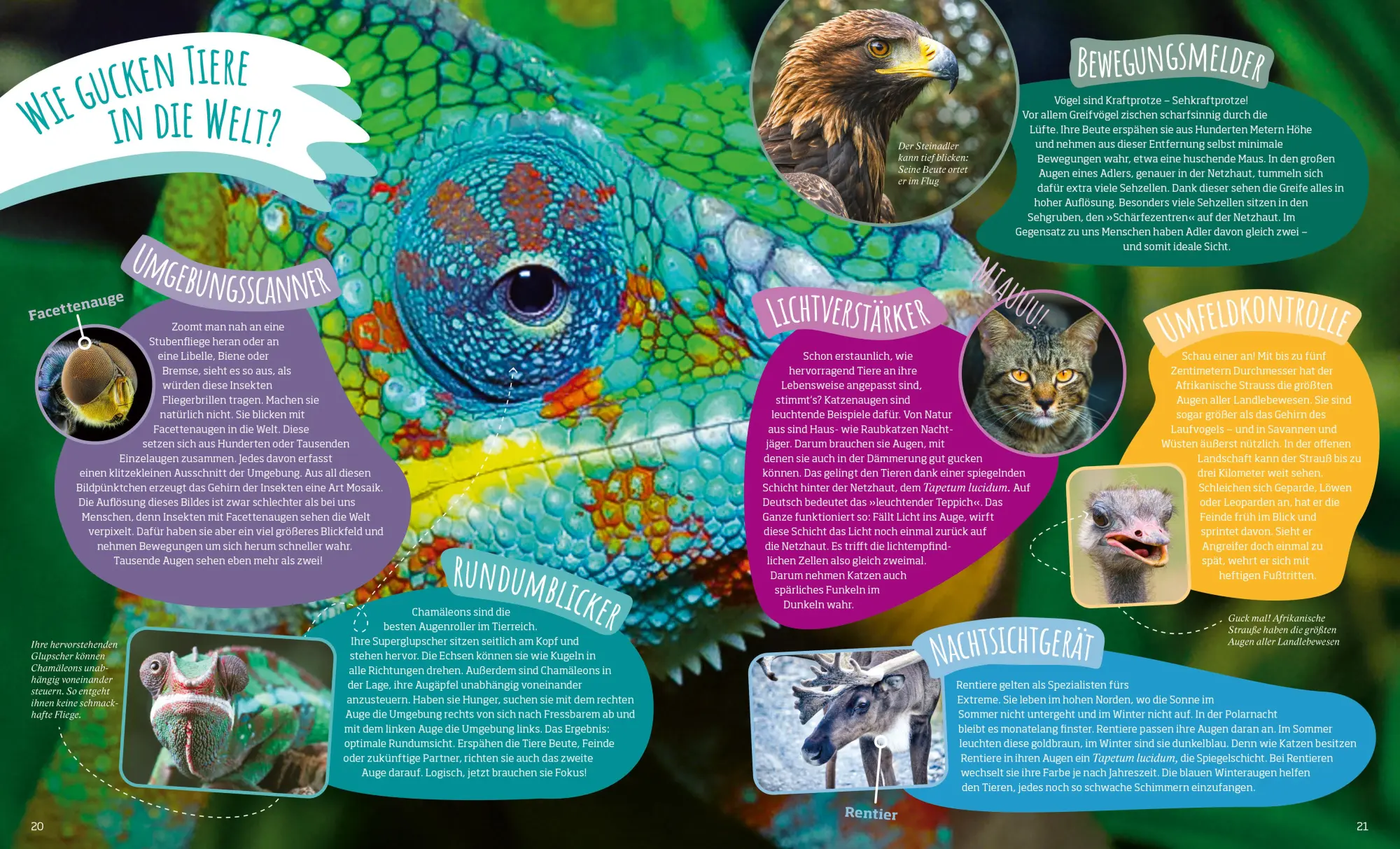 Bild: 9783788676568 | Das große WAS IST WAS Antwortbuch Tierwelt | Barbara Lich | Buch