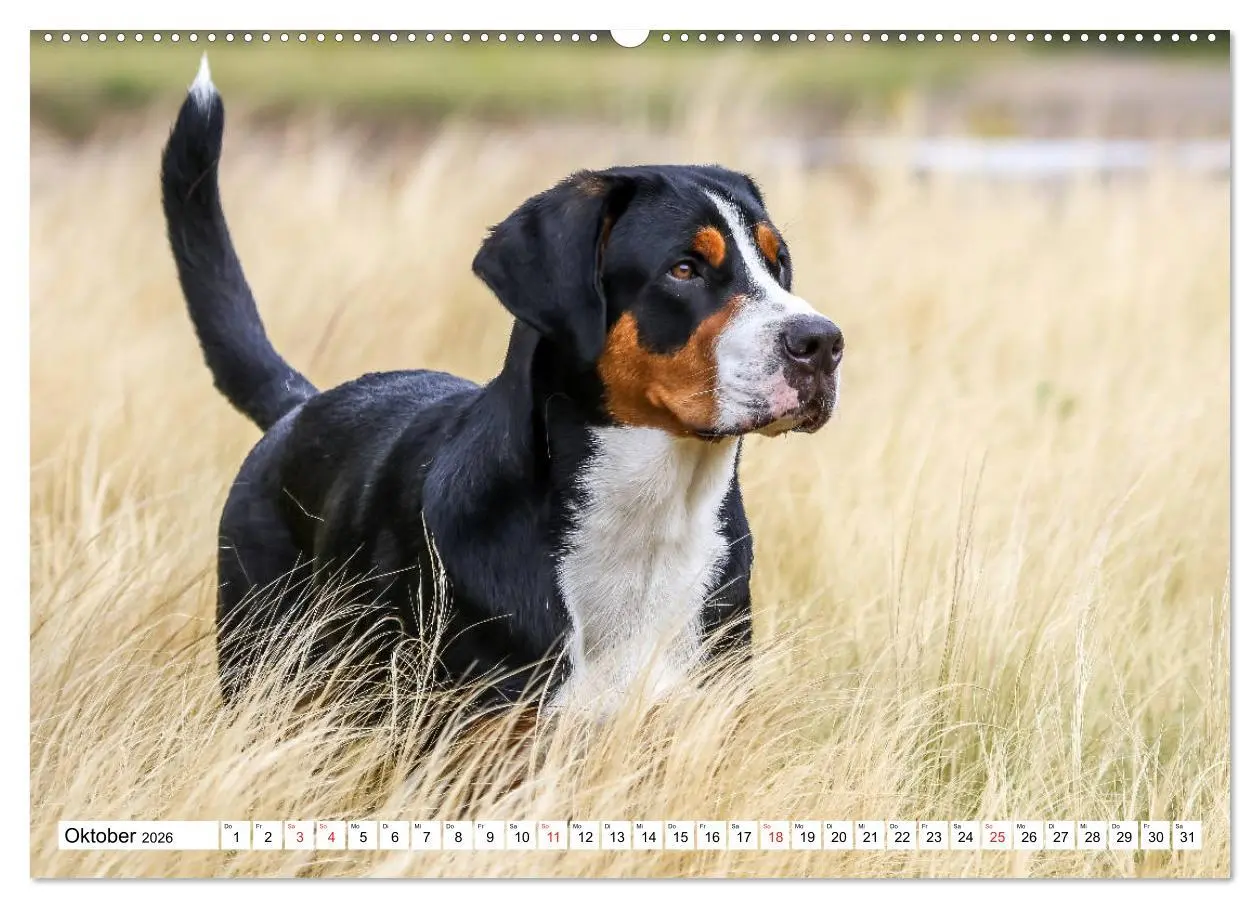 Bild: 9783457836668 | Großer Schweizer Sennenhund (Wandkalender 2026 DIN A2 quer),...