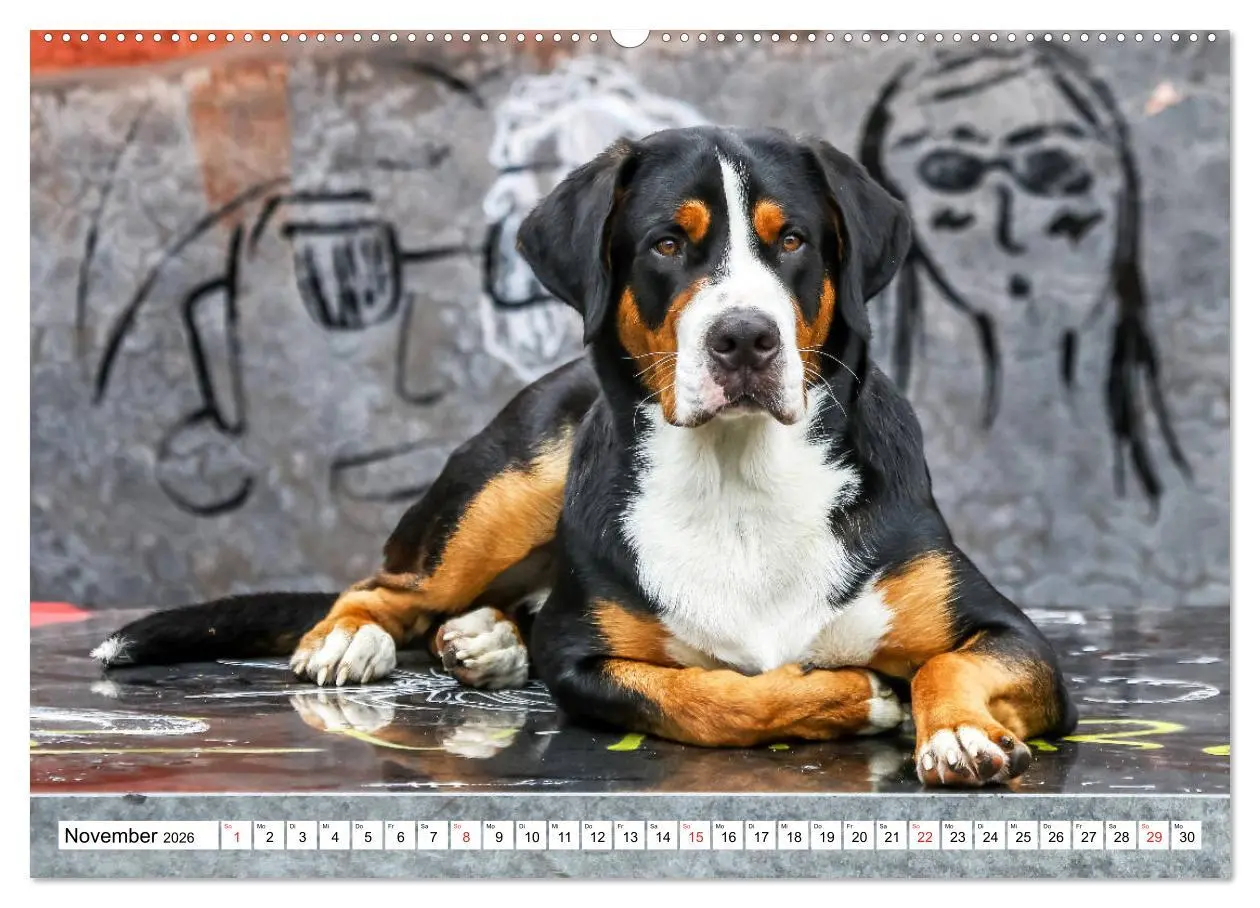 Bild: 9783457836668 | Großer Schweizer Sennenhund (Wandkalender 2026 DIN A2 quer),...