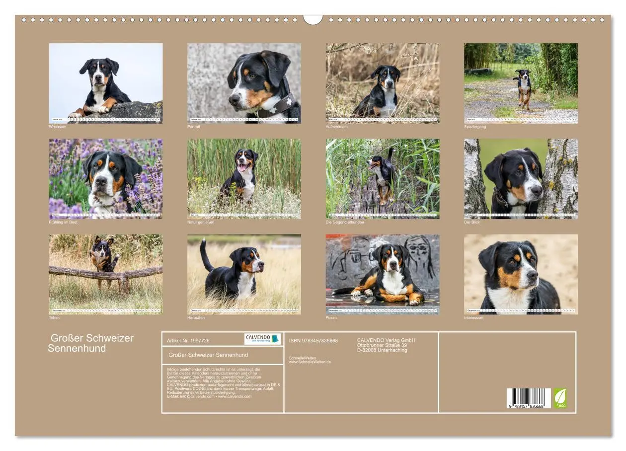 Bild: 9783457836668 | Großer Schweizer Sennenhund (Wandkalender 2026 DIN A2 quer),...