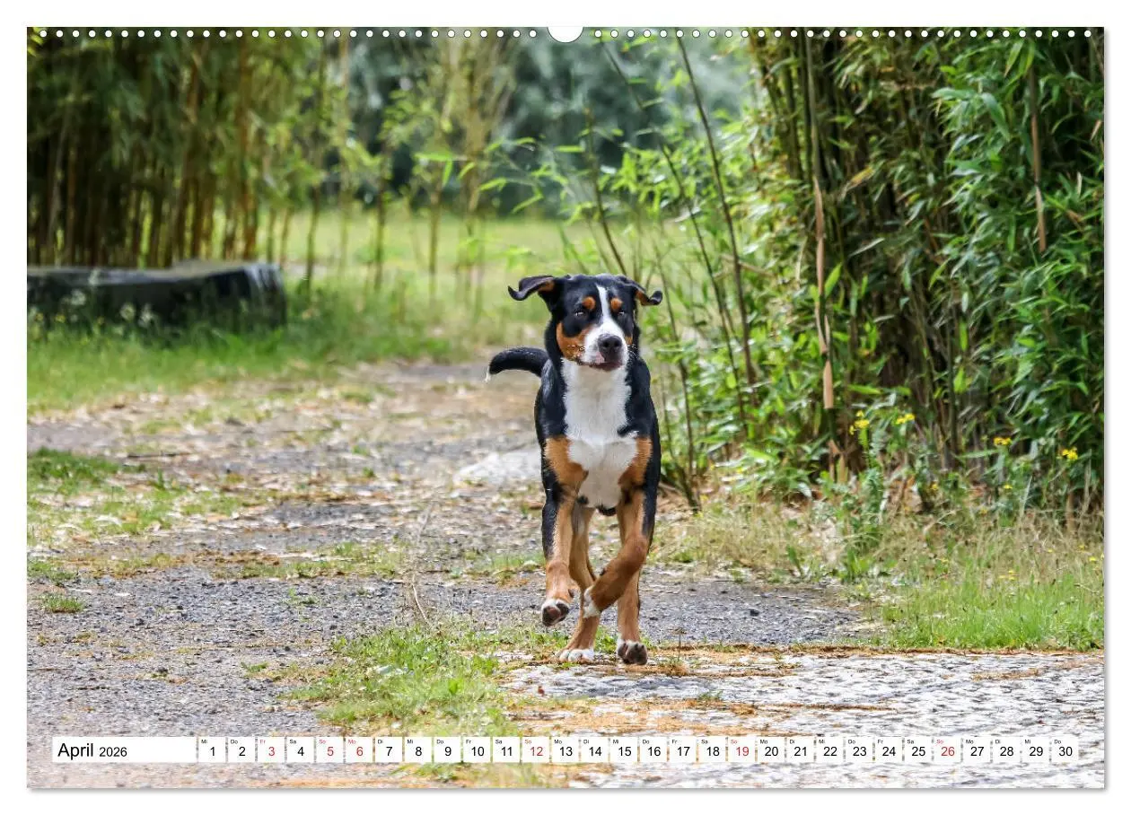 Bild: 9783457836668 | Großer Schweizer Sennenhund (Wandkalender 2026 DIN A2 quer),...