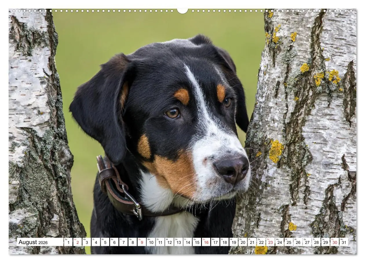Bild: 9783457836668 | Großer Schweizer Sennenhund (Wandkalender 2026 DIN A2 quer),...