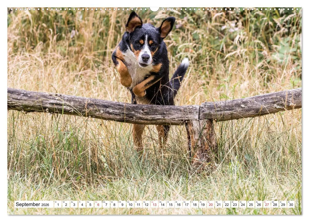 Bild: 9783457836668 | Großer Schweizer Sennenhund (Wandkalender 2026 DIN A2 quer),...