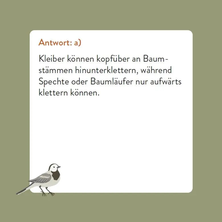 Bild: 9783747206768 | Das Vogel-Quiz | Box mit 66 Spielkarten und Anleitung | Saladin | 2025