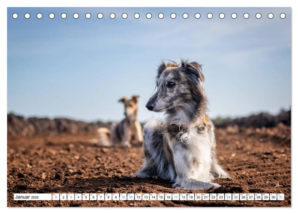 Bild: 9783457676868 | Silken Windsprites - Seidige Windelfen (Tischkalender 2026 DIN A5...