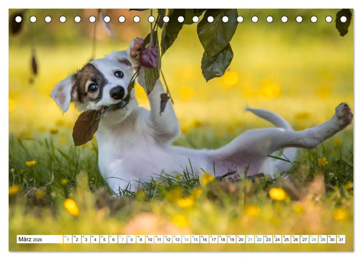 Bild: 9783457676868 | Silken Windsprites - Seidige Windelfen (Tischkalender 2026 DIN A5...