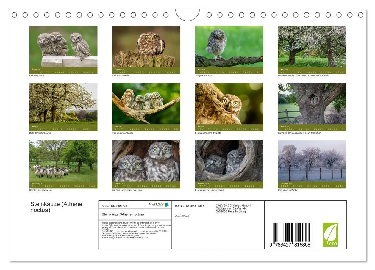 Bild: 9783457816868 | Steinkäuze (Athene noctua) (Wandkalender 2026 DIN A4 quer),...