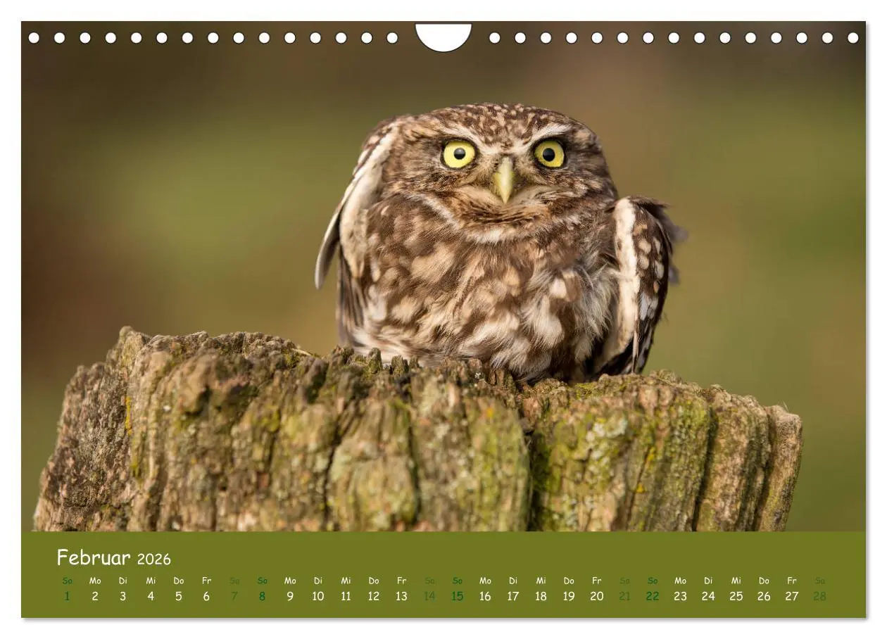 Bild: 9783457816868 | Steinkäuze (Athene noctua) (Wandkalender 2026 DIN A4 quer),...