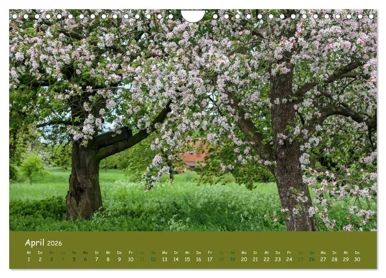 Bild: 9783457816868 | Steinkäuze (Athene noctua) (Wandkalender 2026 DIN A4 quer),...