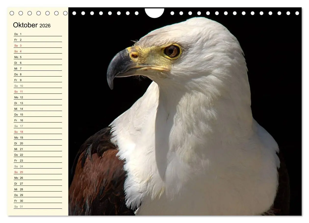 Bild: 9783457986868 | Greifvögel (Wandkalender 2026 DIN A4 quer), CALVENDO Monatskalender