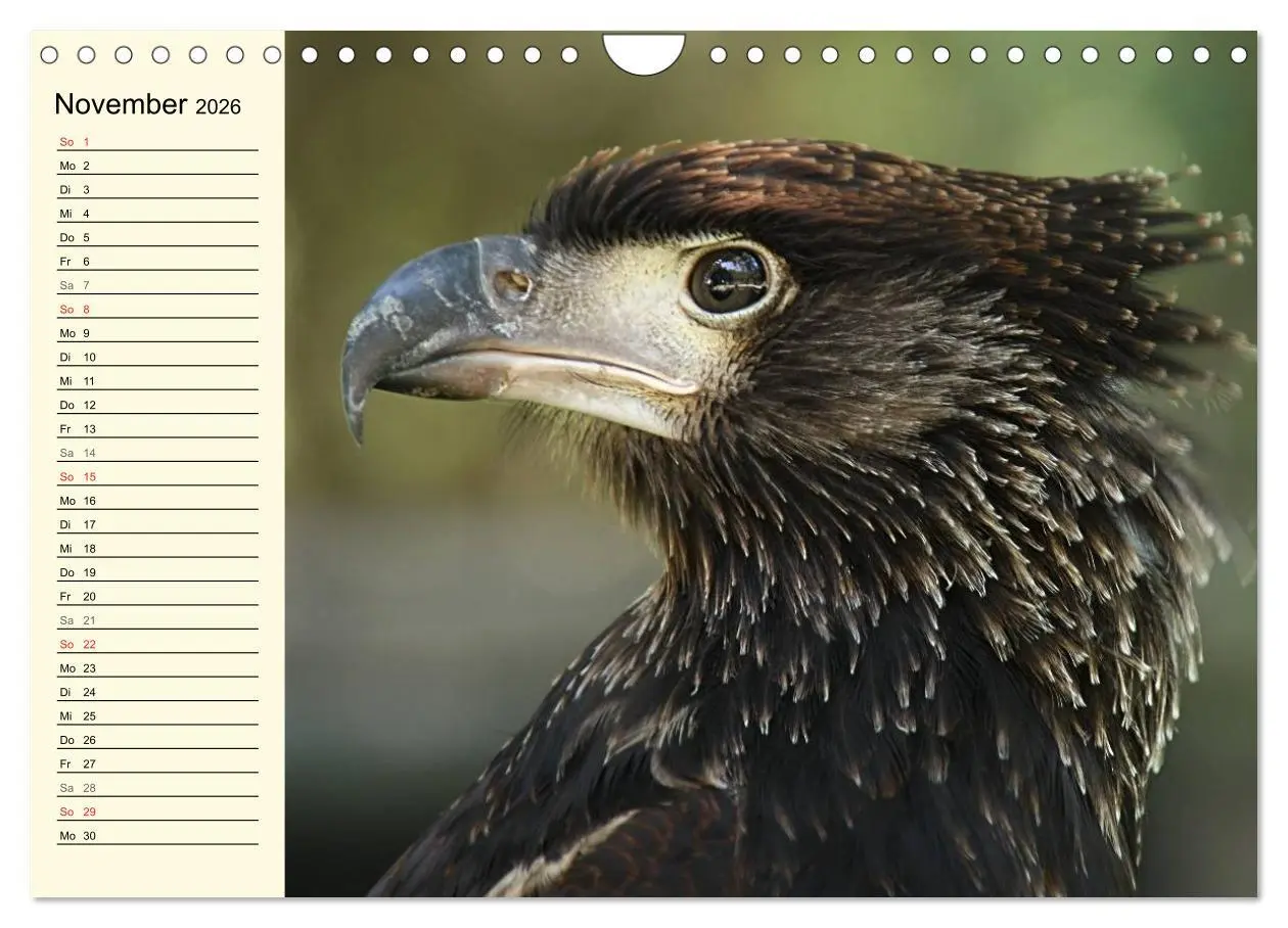 Bild: 9783457986868 | Greifvögel (Wandkalender 2026 DIN A4 quer), CALVENDO Monatskalender