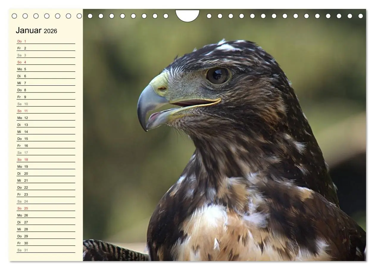 Bild: 9783457986868 | Greifvögel (Wandkalender 2026 DIN A4 quer), CALVENDO Monatskalender