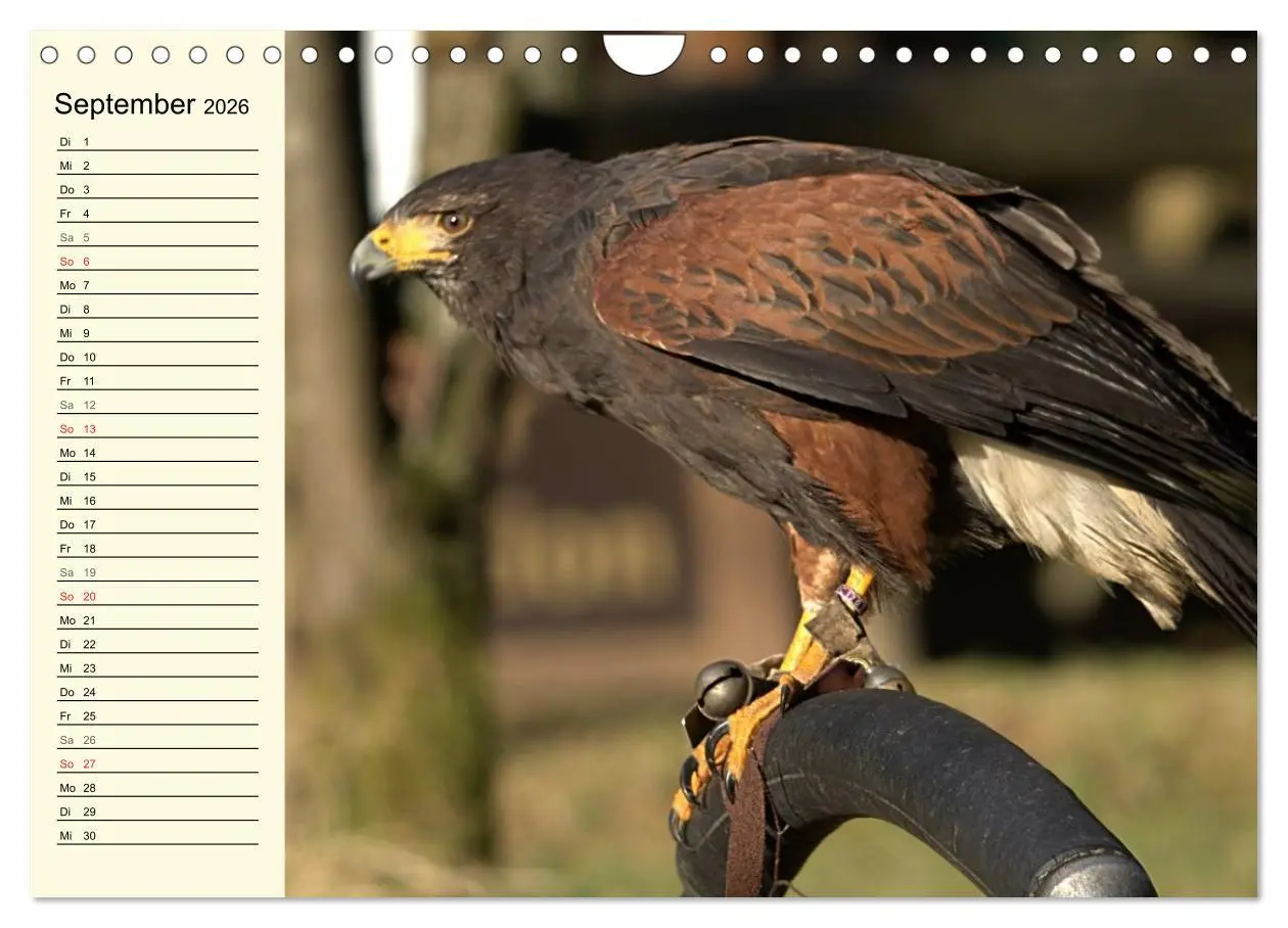 Bild: 9783457986868 | Greifvögel (Wandkalender 2026 DIN A4 quer), CALVENDO Monatskalender