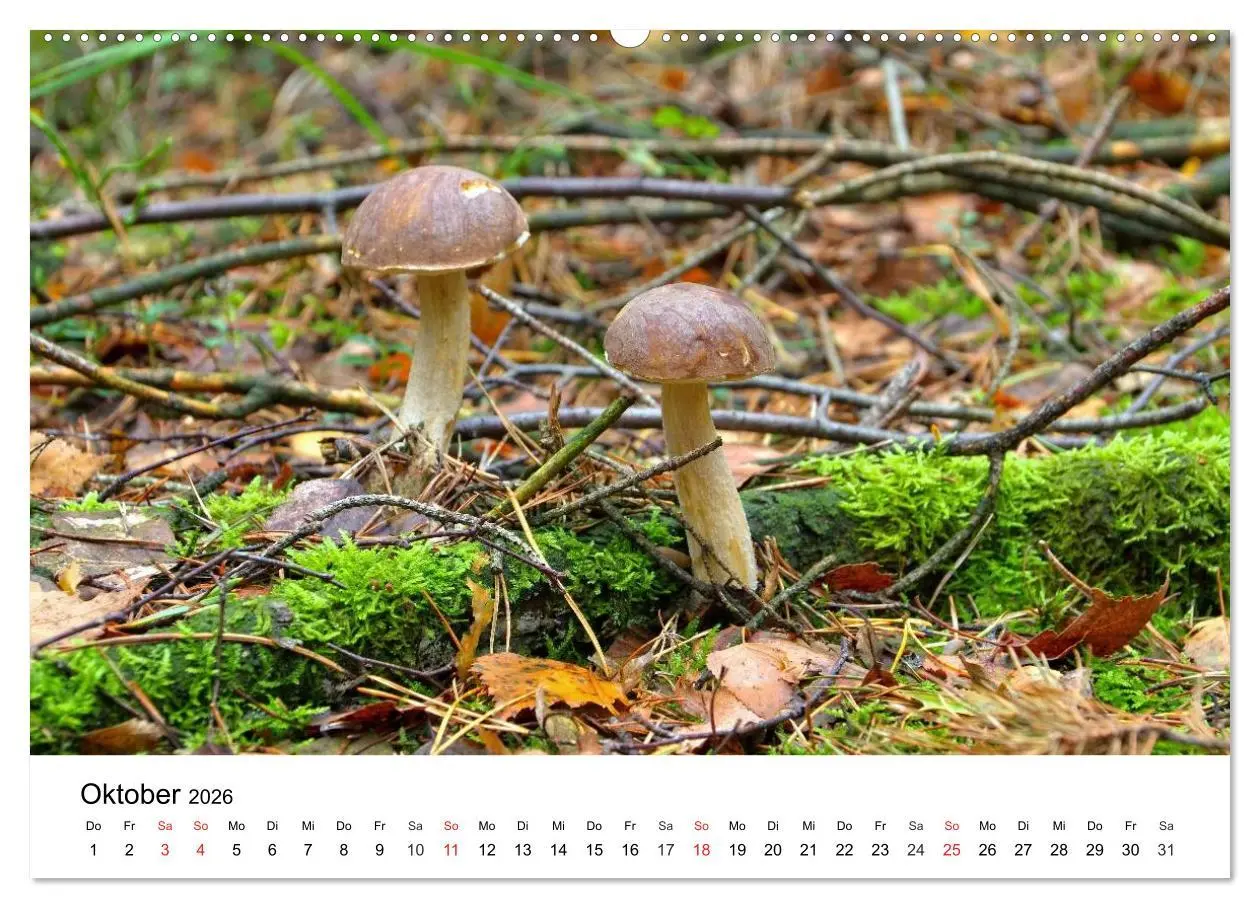 Bild: 9783516076868 | Heimische Pilze (hochwertiger Premium Wandkalender 2026 DIN A2...