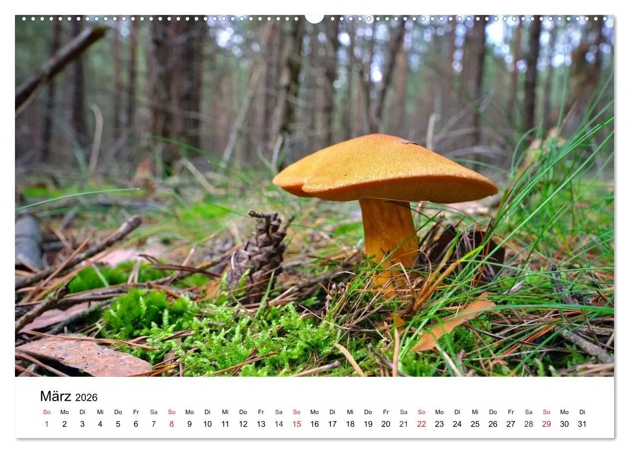 Bild: 9783516076868 | Heimische Pilze (hochwertiger Premium Wandkalender 2026 DIN A2...