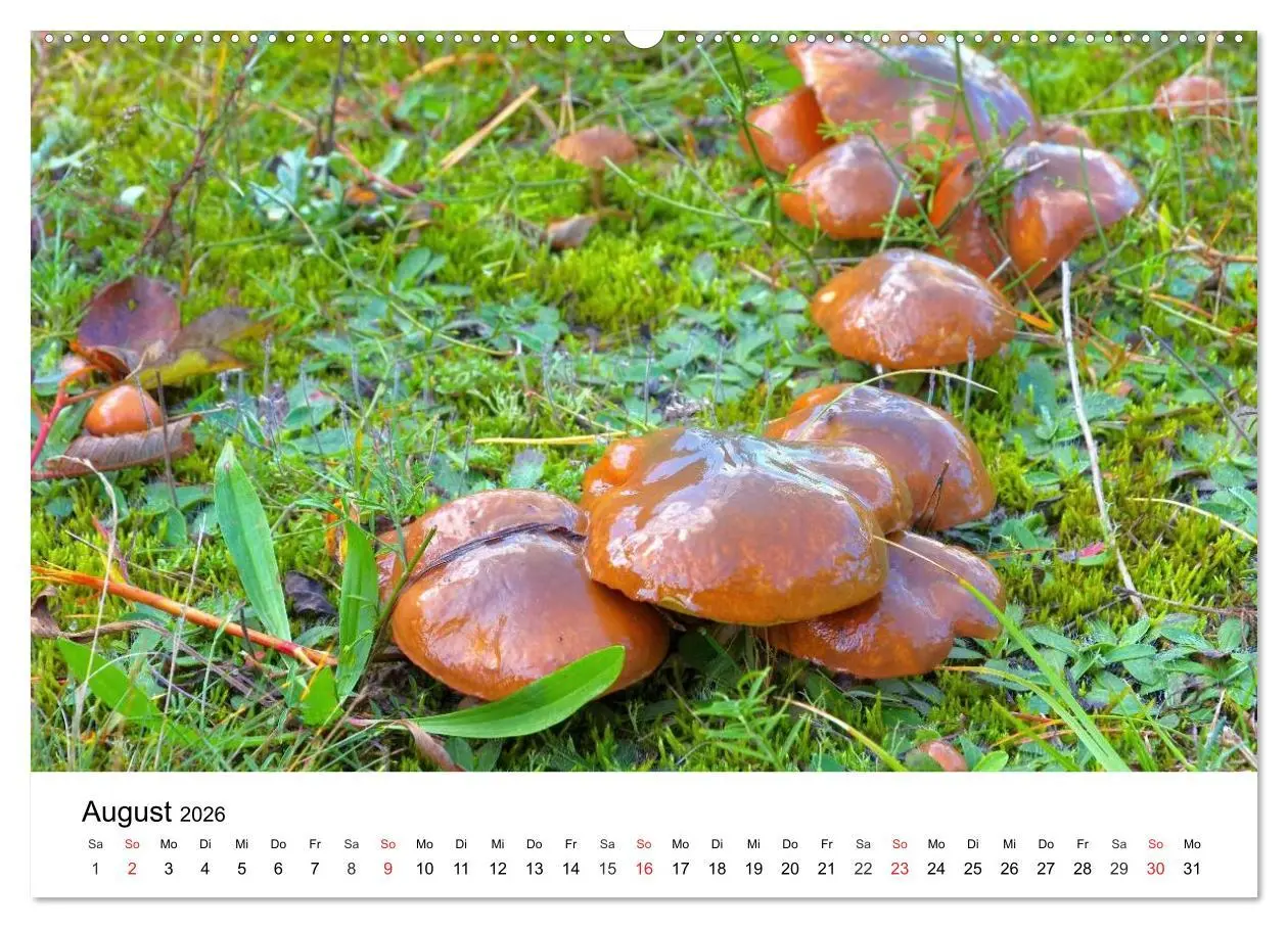 Bild: 9783516076868 | Heimische Pilze (hochwertiger Premium Wandkalender 2026 DIN A2...