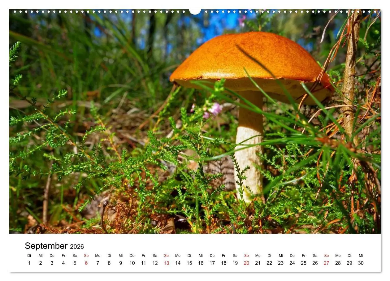 Bild: 9783516076868 | Heimische Pilze (hochwertiger Premium Wandkalender 2026 DIN A2...