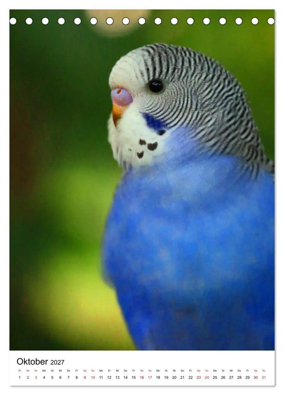 Bild: 9783569546868 | Der Wellensittich - Mein Lieblingsvogel (Tischkalender 2027 DIN A5...