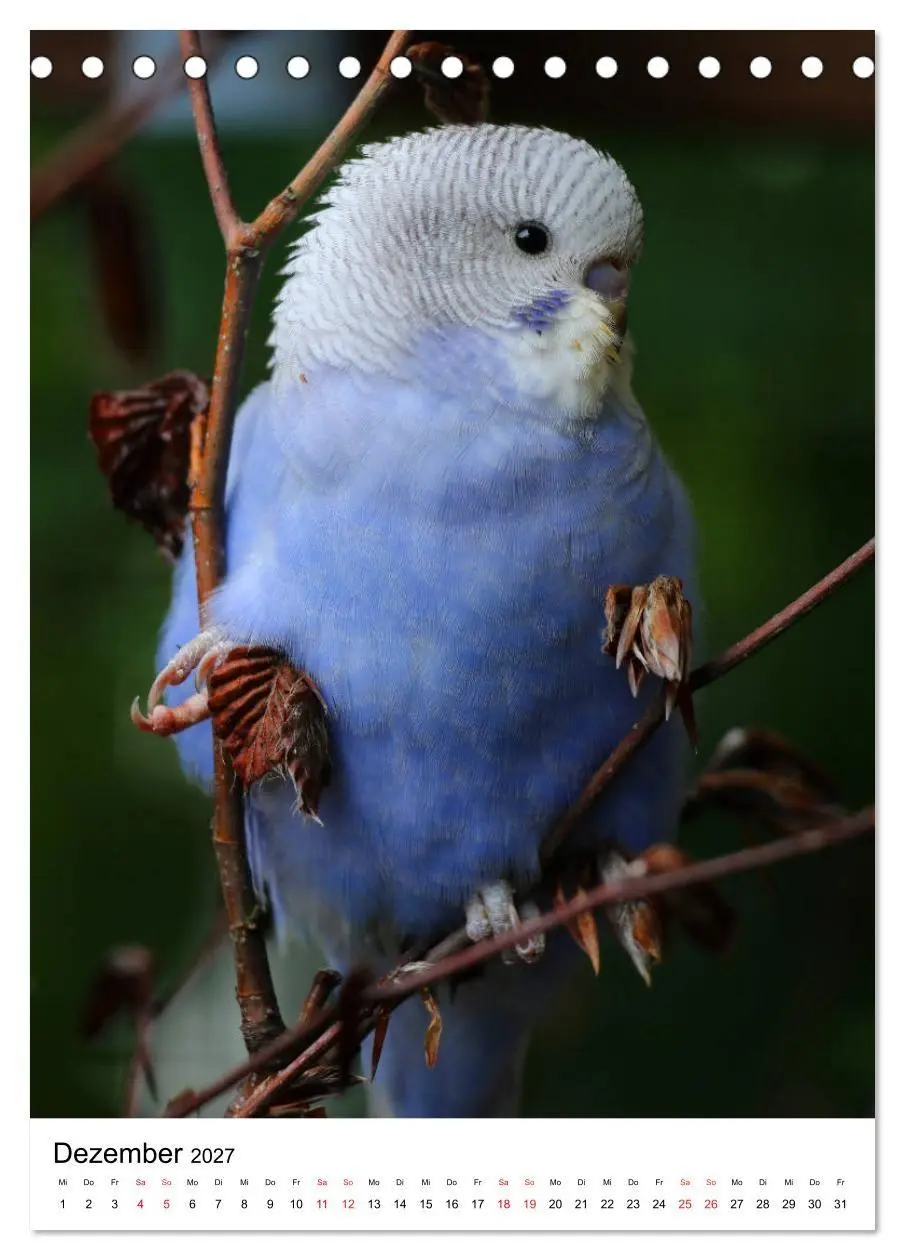 Bild: 9783569546868 | Der Wellensittich - Mein Lieblingsvogel (Tischkalender 2027 DIN A5...