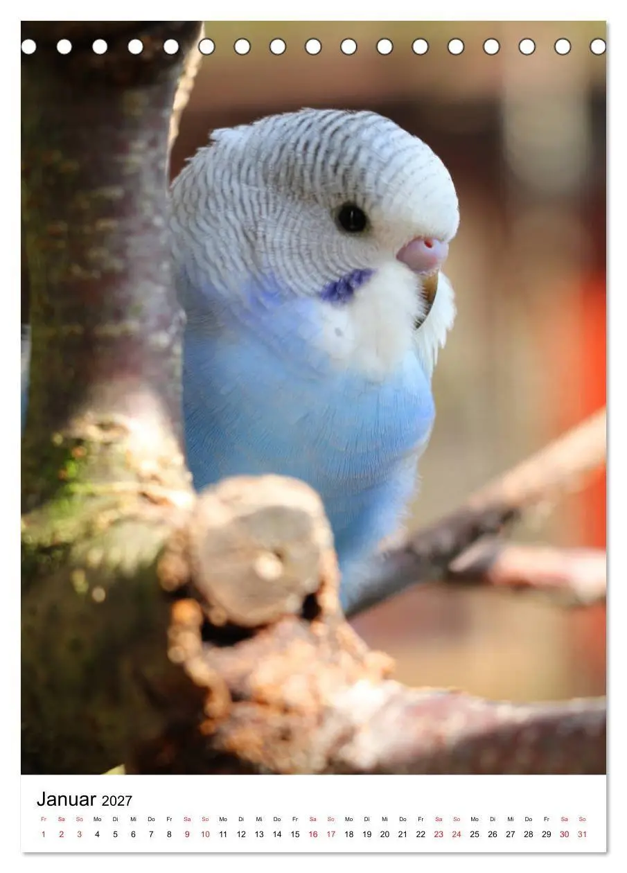 Bild: 9783569546868 | Der Wellensittich - Mein Lieblingsvogel (Tischkalender 2027 DIN A5...