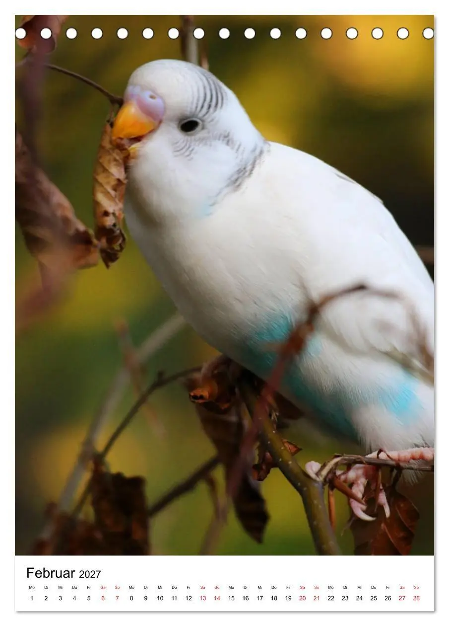 Bild: 9783569546868 | Der Wellensittich - Mein Lieblingsvogel (Tischkalender 2027 DIN A5...