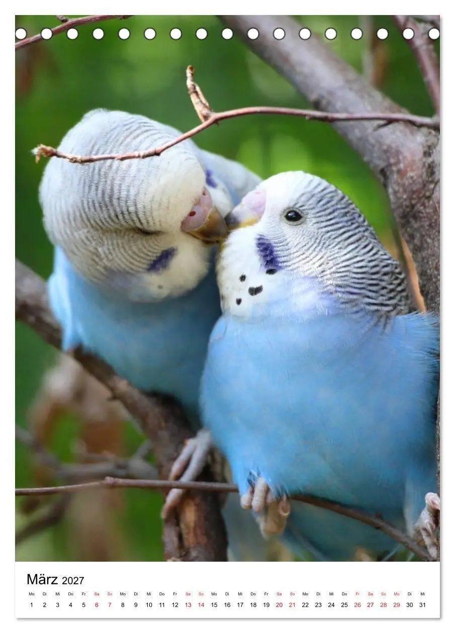 Bild: 9783569546868 | Der Wellensittich - Mein Lieblingsvogel (Tischkalender 2027 DIN A5...