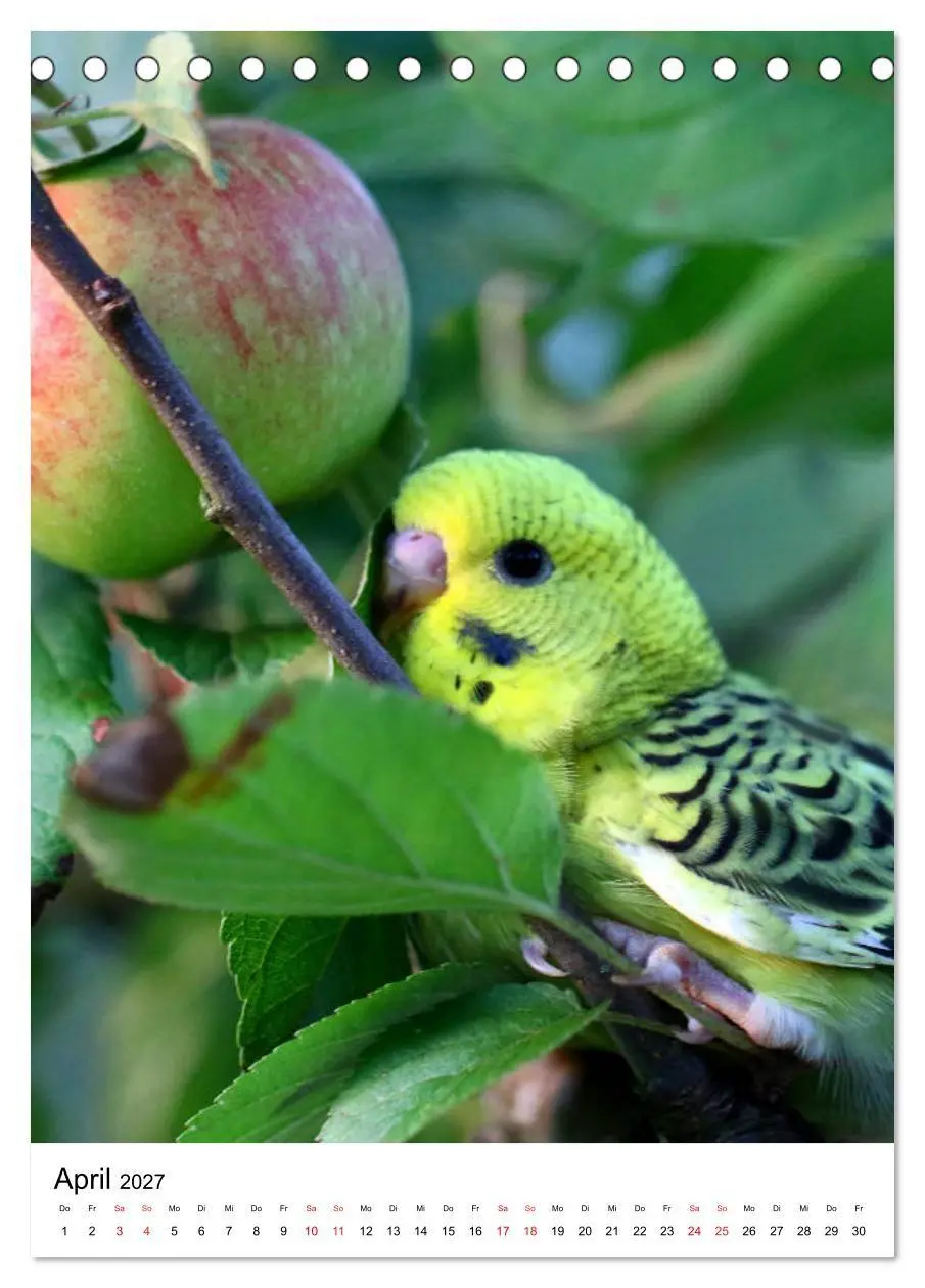 Bild: 9783569546868 | Der Wellensittich - Mein Lieblingsvogel (Tischkalender 2027 DIN A5...