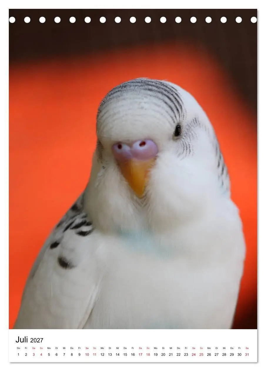 Bild: 9783569546868 | Der Wellensittich - Mein Lieblingsvogel (Tischkalender 2027 DIN A5...