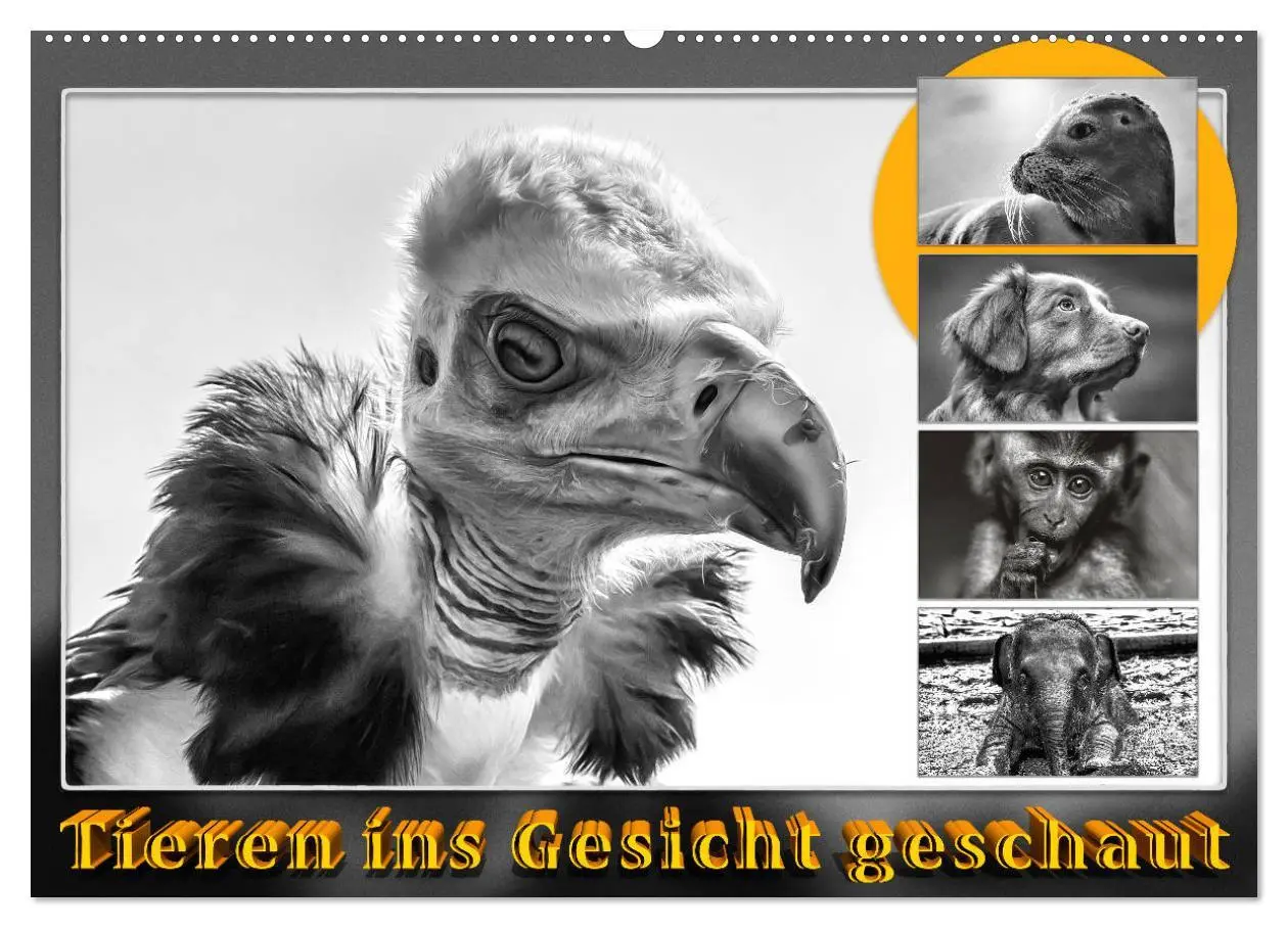 Cover: 9783457806968 | Tieren ins Gesicht geschaut (Wandkalender 2026 DIN A2 quer),...