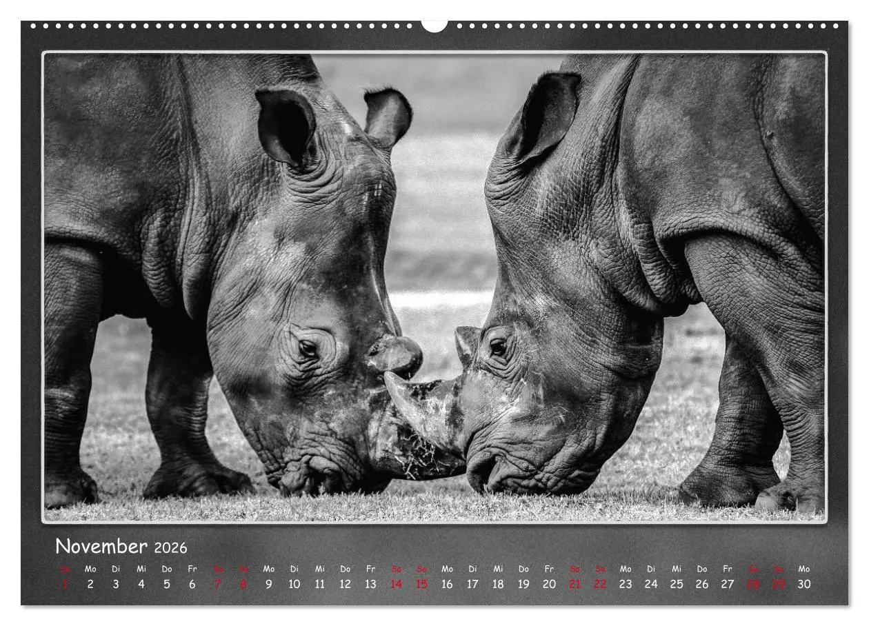 Bild: 9783457806968 | Tieren ins Gesicht geschaut (Wandkalender 2026 DIN A2 quer),...