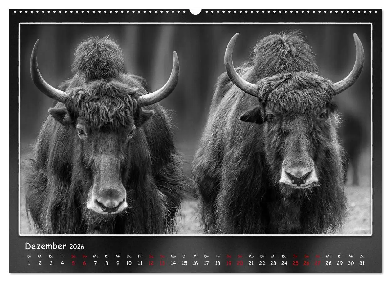 Bild: 9783457806968 | Tieren ins Gesicht geschaut (Wandkalender 2026 DIN A2 quer),...