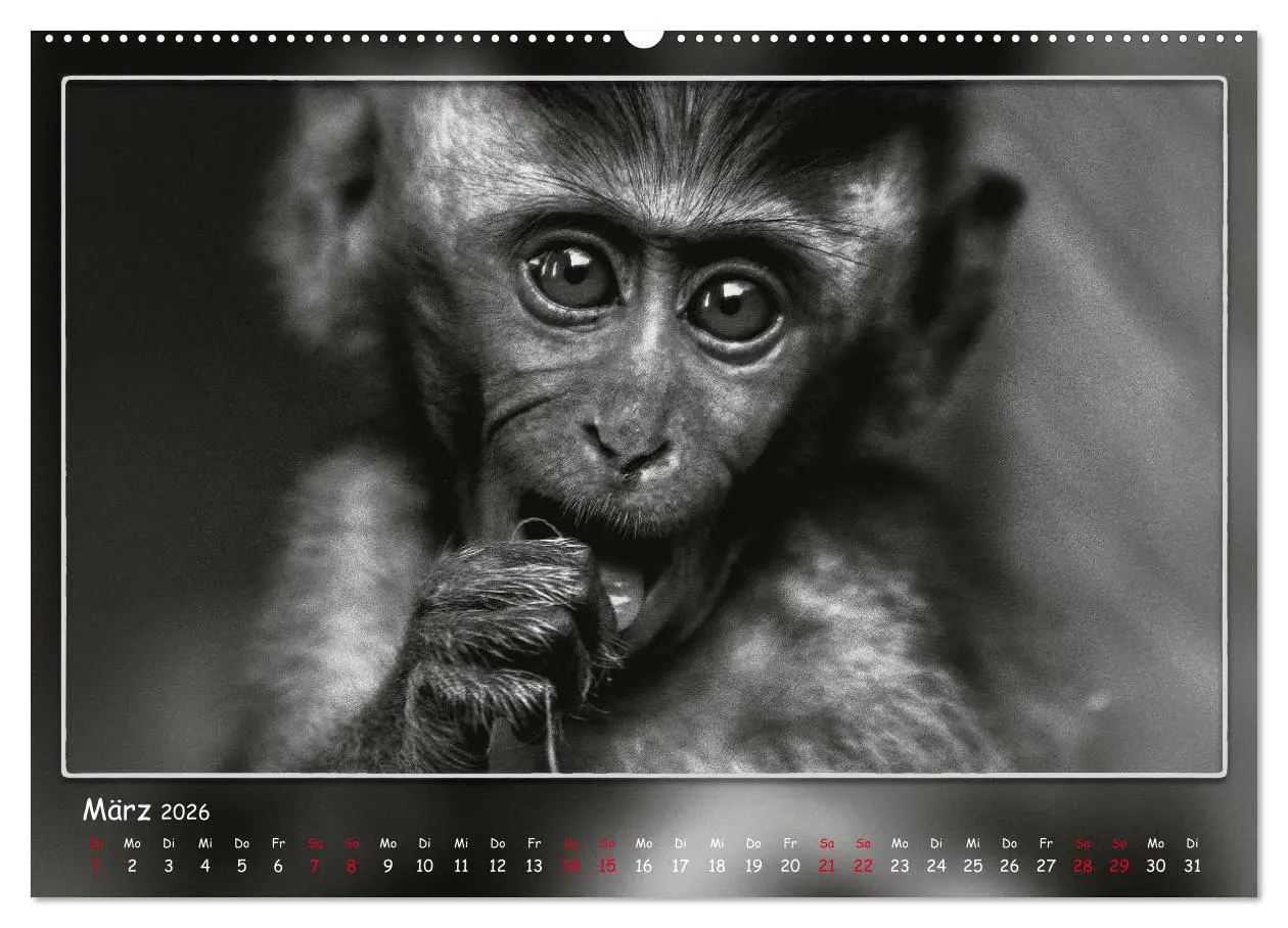 Bild: 9783457806968 | Tieren ins Gesicht geschaut (Wandkalender 2026 DIN A2 quer),...