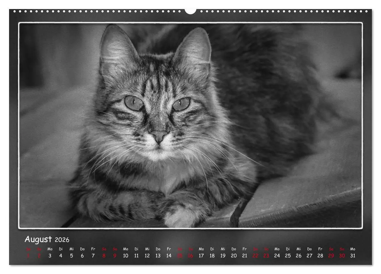 Bild: 9783457806968 | Tieren ins Gesicht geschaut (Wandkalender 2026 DIN A2 quer),...