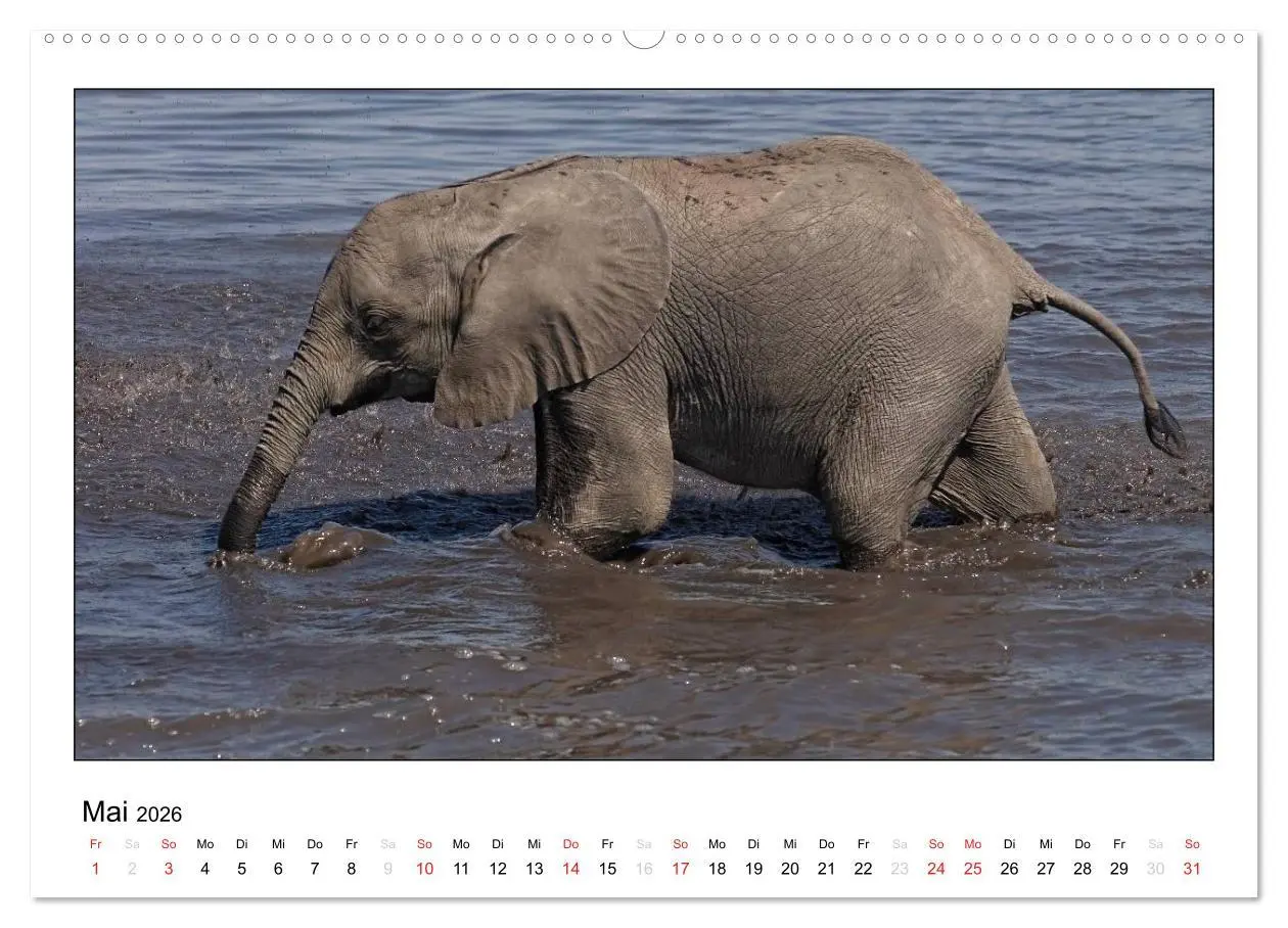 Bild: 9783516197068 | Afrikanische Elefanten (Wandkalender 2026 DIN A2 quer), CALVENDO...