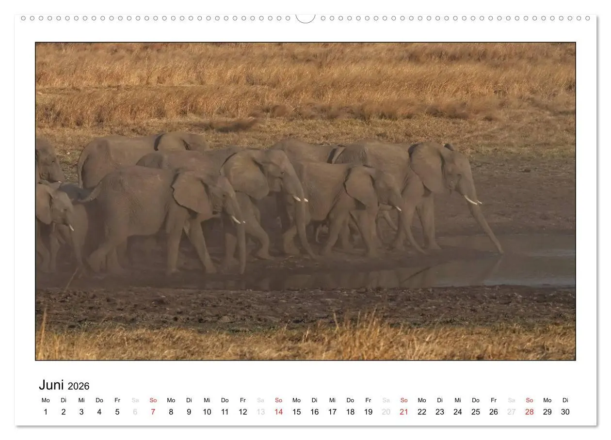 Bild: 9783516197068 | Afrikanische Elefanten (Wandkalender 2026 DIN A2 quer), CALVENDO...