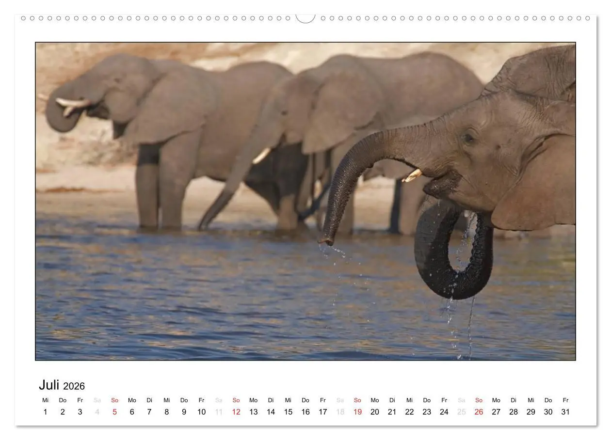 Bild: 9783516197068 | Afrikanische Elefanten (Wandkalender 2026 DIN A2 quer), CALVENDO...