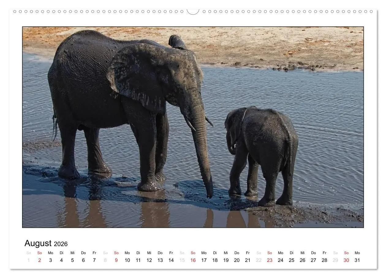 Bild: 9783516197068 | Afrikanische Elefanten (Wandkalender 2026 DIN A2 quer), CALVENDO...