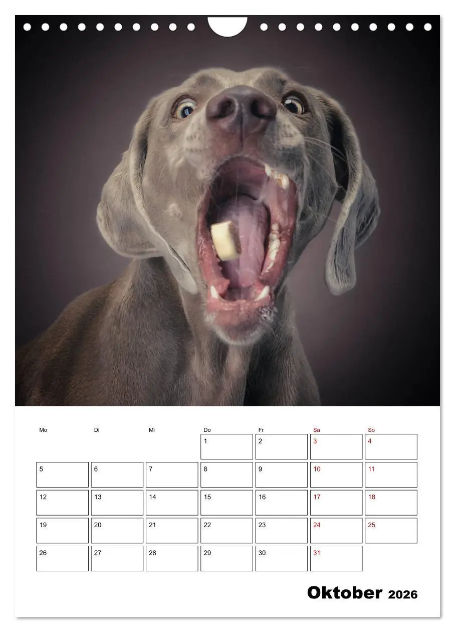 Bild: 9783516407068 | Fang das Leckerli (Wandkalender 2026 DIN A4 hoch), CALVENDO...