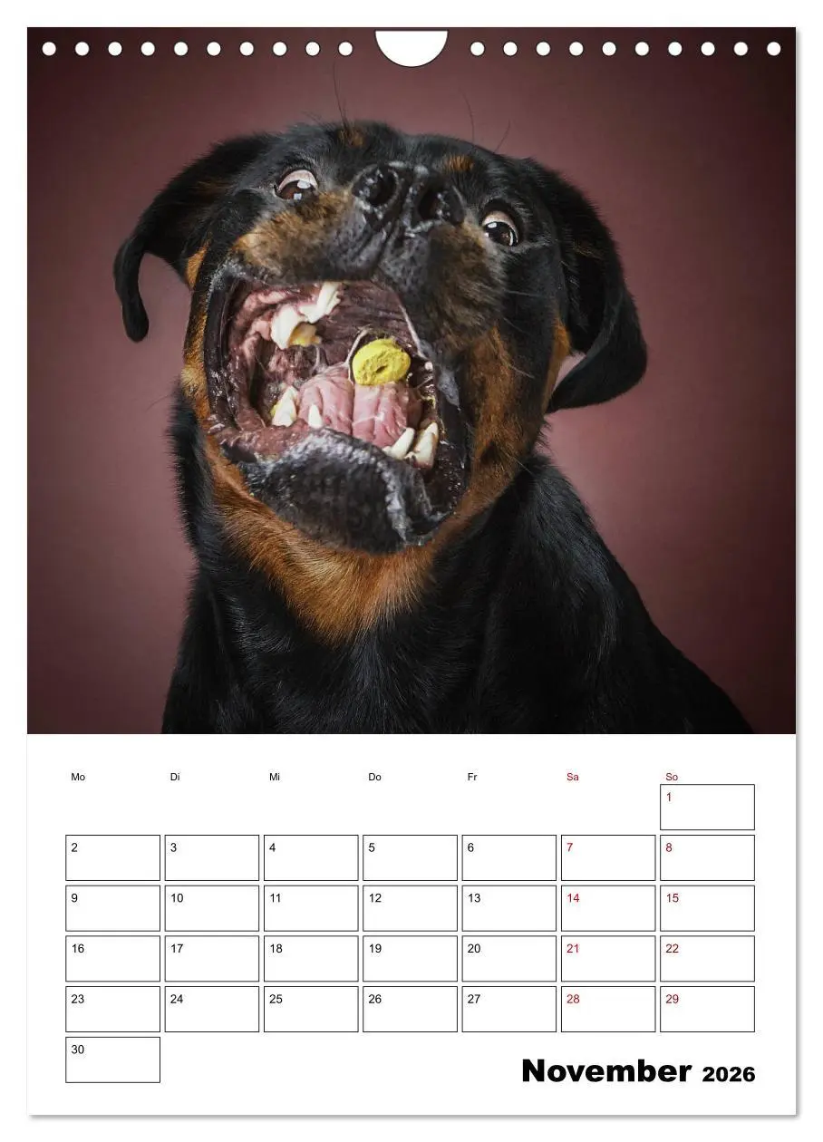 Bild: 9783516407068 | Fang das Leckerli (Wandkalender 2026 DIN A4 hoch), CALVENDO...