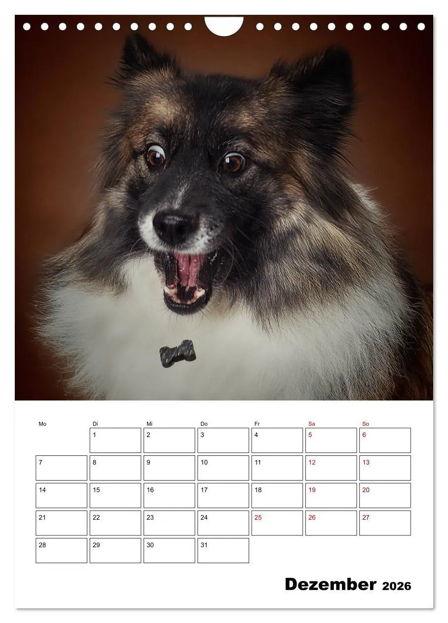 Bild: 9783516407068 | Fang das Leckerli (Wandkalender 2026 DIN A4 hoch), CALVENDO...