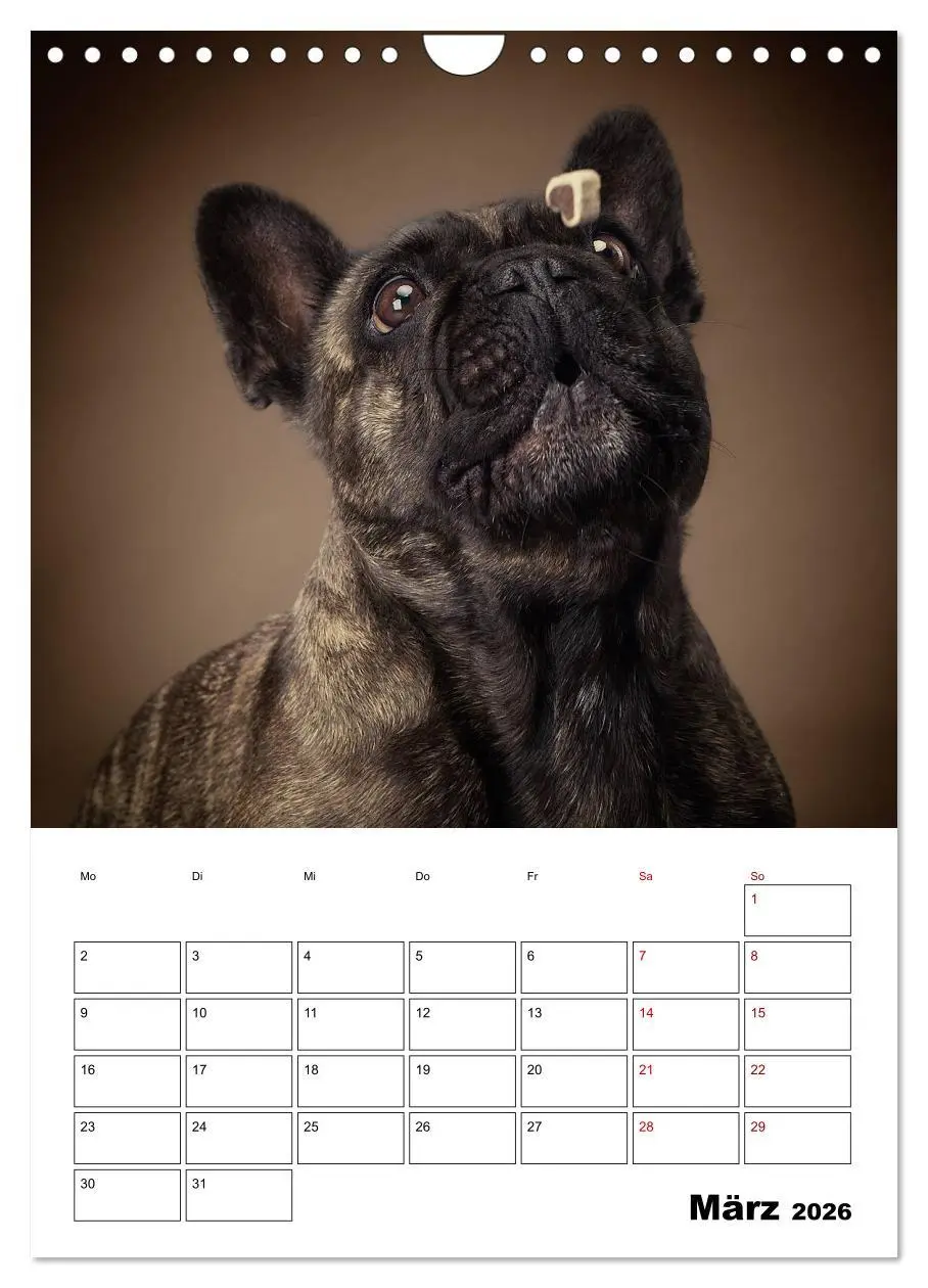 Bild: 9783516407068 | Fang das Leckerli (Wandkalender 2026 DIN A4 hoch), CALVENDO...