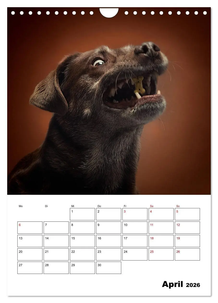Bild: 9783516407068 | Fang das Leckerli (Wandkalender 2026 DIN A4 hoch), CALVENDO...