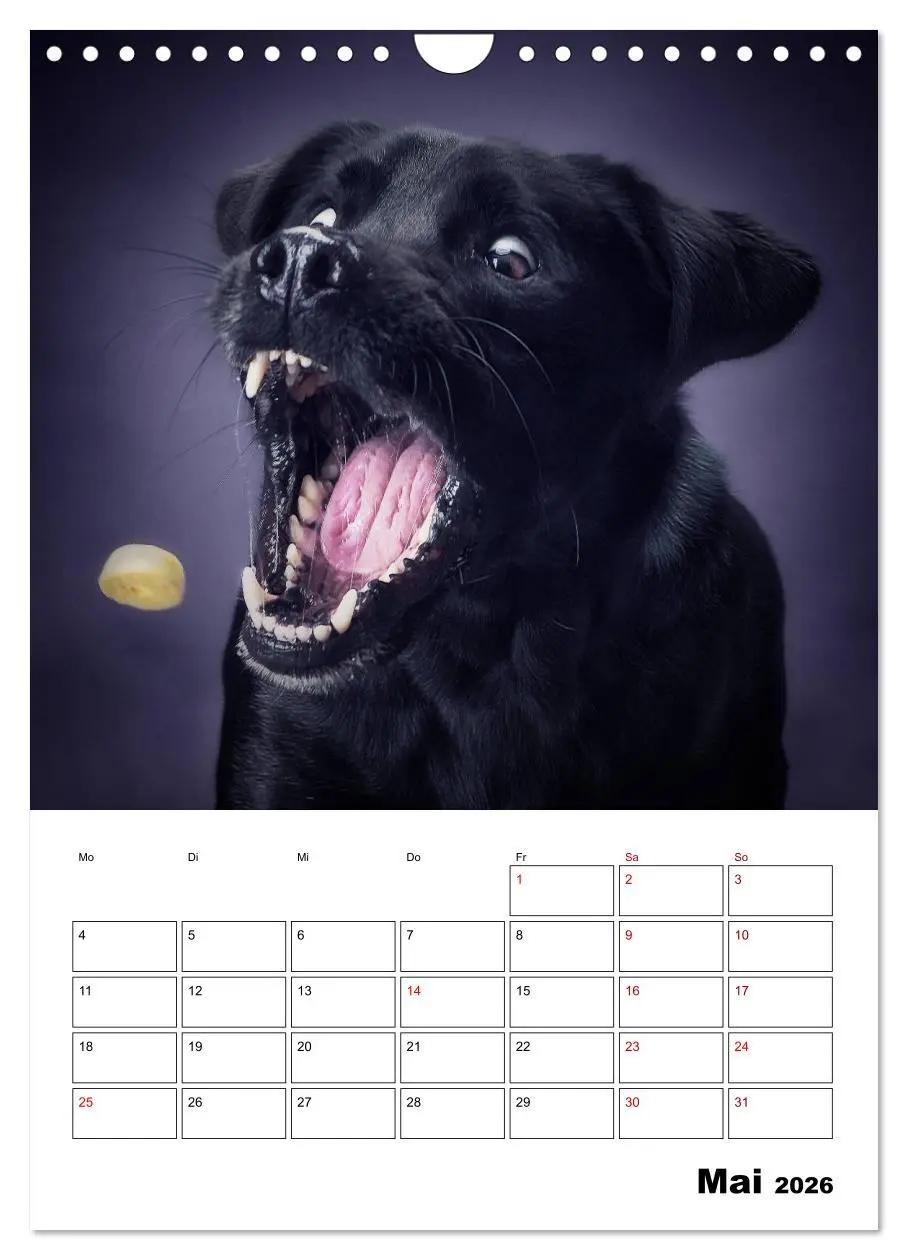 Bild: 9783516407068 | Fang das Leckerli (Wandkalender 2026 DIN A4 hoch), CALVENDO...