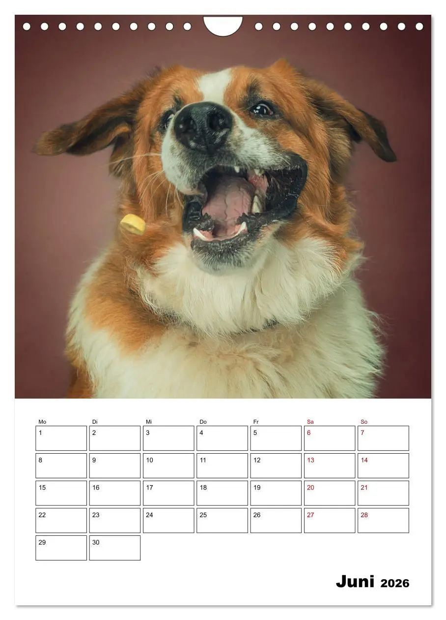 Bild: 9783516407068 | Fang das Leckerli (Wandkalender 2026 DIN A4 hoch), CALVENDO...