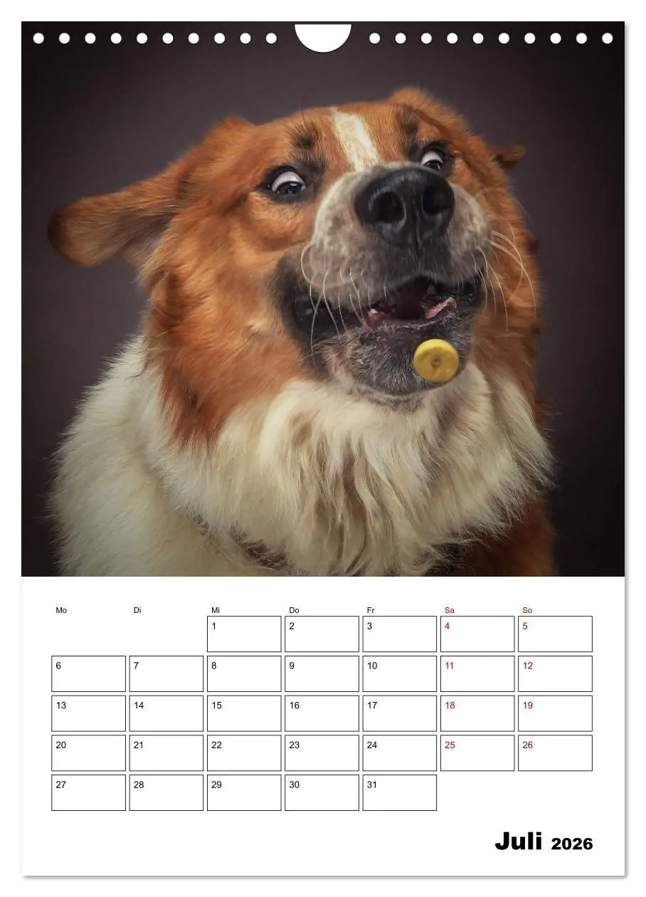 Bild: 9783516407068 | Fang das Leckerli (Wandkalender 2026 DIN A4 hoch), CALVENDO...
