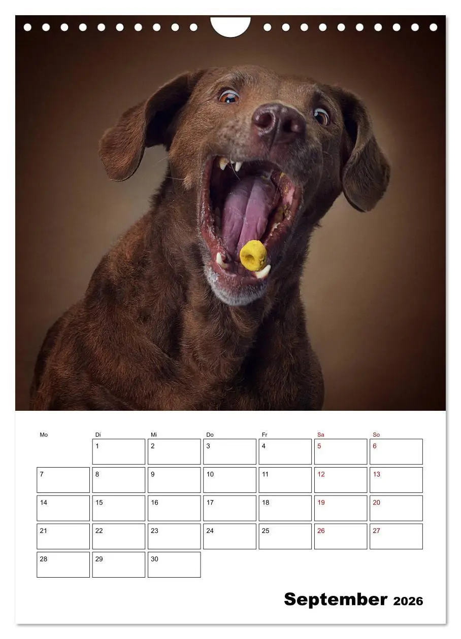 Bild: 9783516407068 | Fang das Leckerli (Wandkalender 2026 DIN A4 hoch), CALVENDO...
