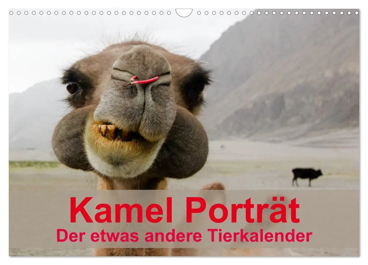 Cover: 9783594007068 | Kamel Porträt (Wandkalender 2027 DIN A3 quer), CALVENDO Monatskalender