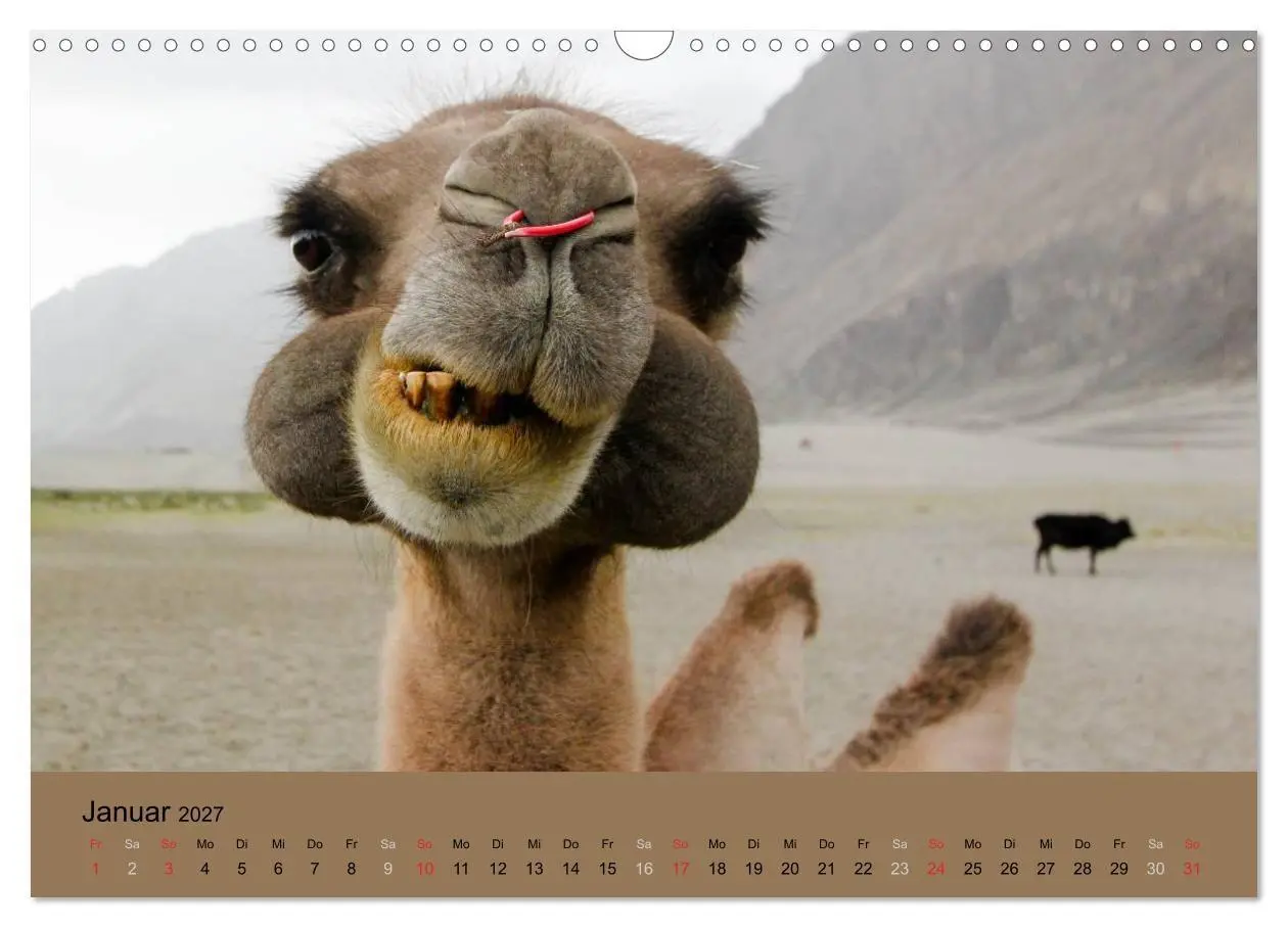 Bild: 9783594007068 | Kamel Porträt (Wandkalender 2027 DIN A3 quer), CALVENDO Monatskalender