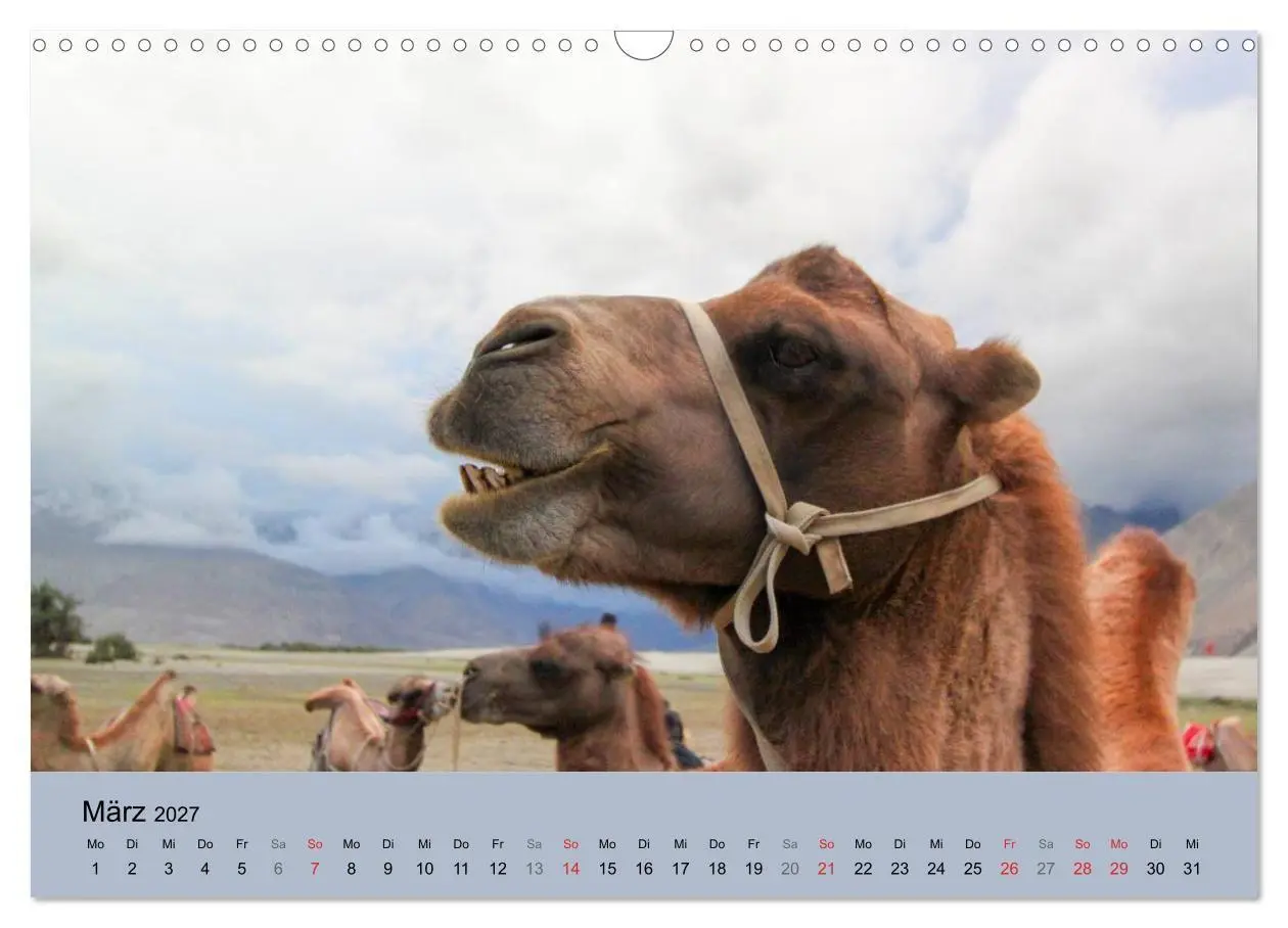 Bild: 9783594007068 | Kamel Porträt (Wandkalender 2027 DIN A3 quer), CALVENDO Monatskalender